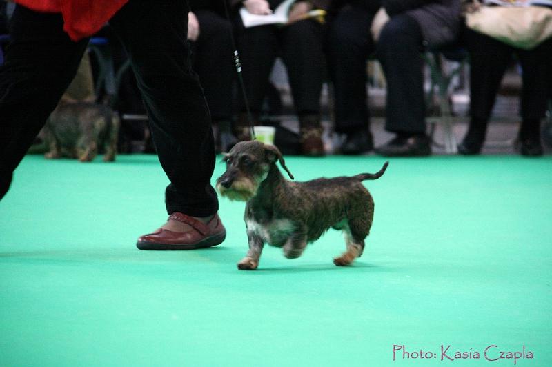 Crufts2011_2 871.jpg